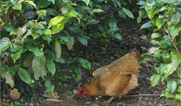 物理除虫