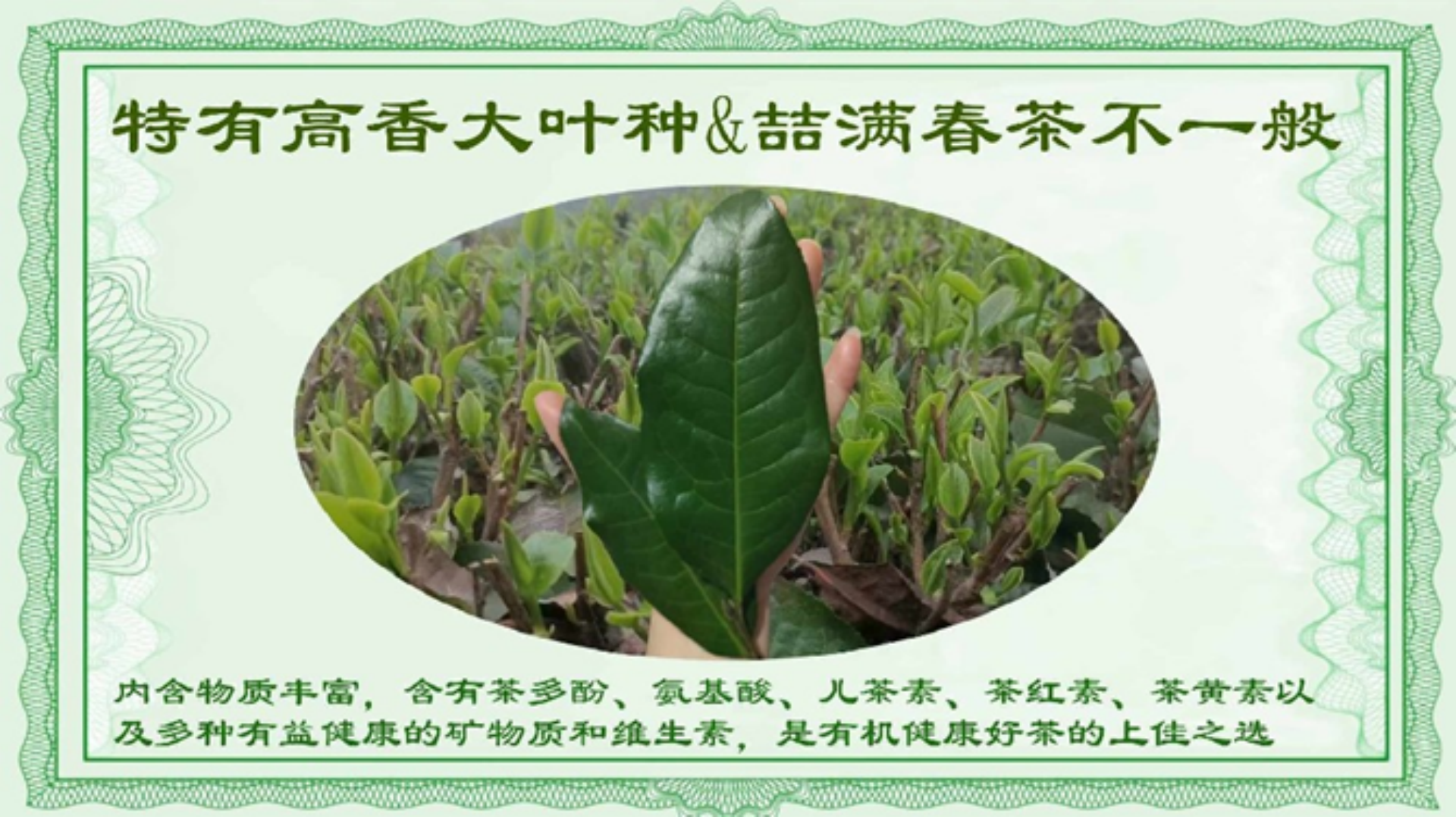 2特有高香大叶种2.png
